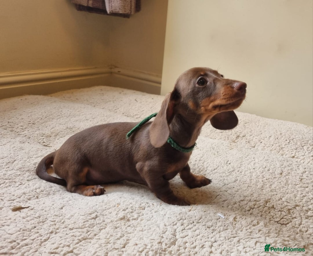 Miniature Dachshund dogs for sale: Gorgeous Mini Smooth Dachshunds Ready Now - Image 25