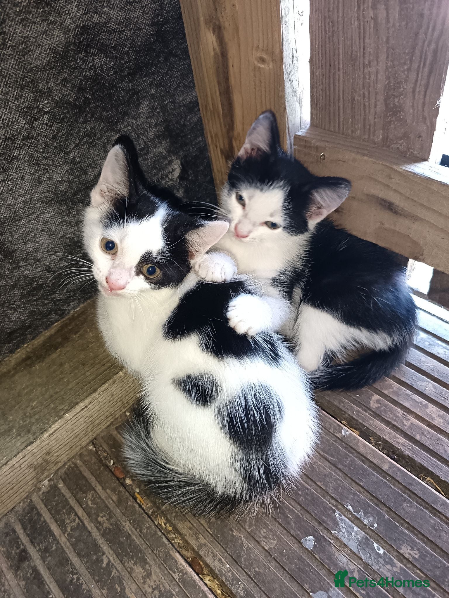 Mixed Breed cats 2 male kittens for sale ready now  - Advert 9