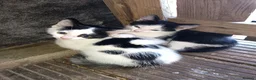 Mixed Breed cats for sale: 2 male kittens for sale ready now  - Advert 1