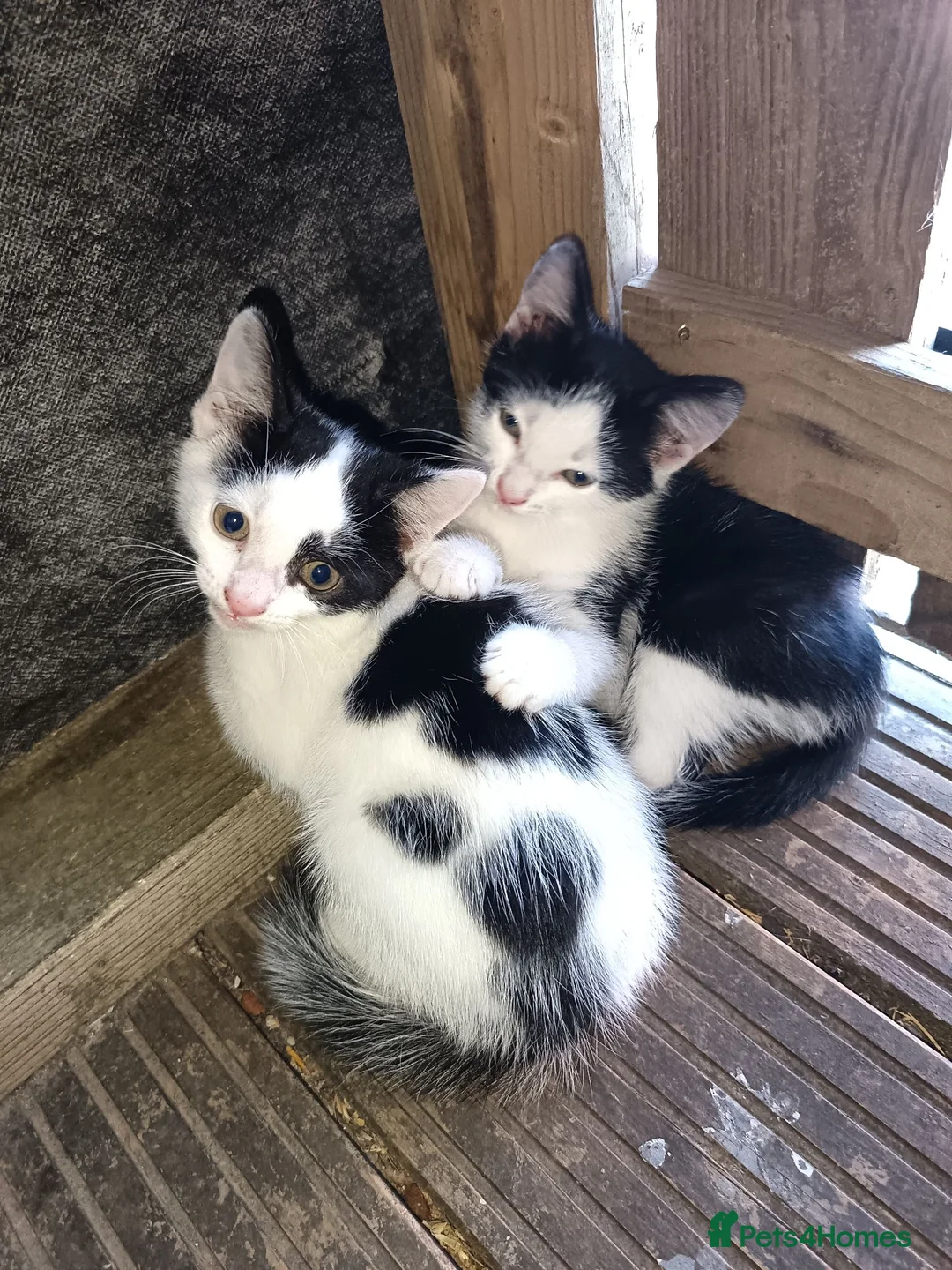 Mixed Breed cats for sale: 2 male kittens for sale ready now  - Advert 1