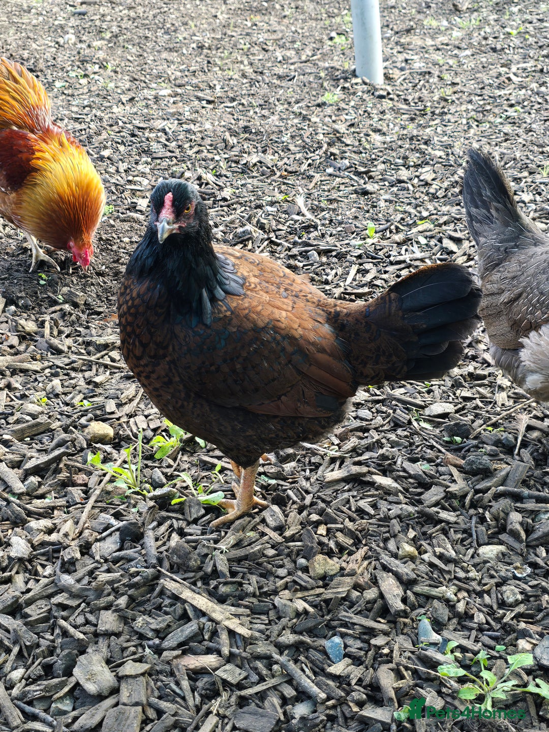 Chickens poultry for sale: Araucana & Game POL - Advert 4