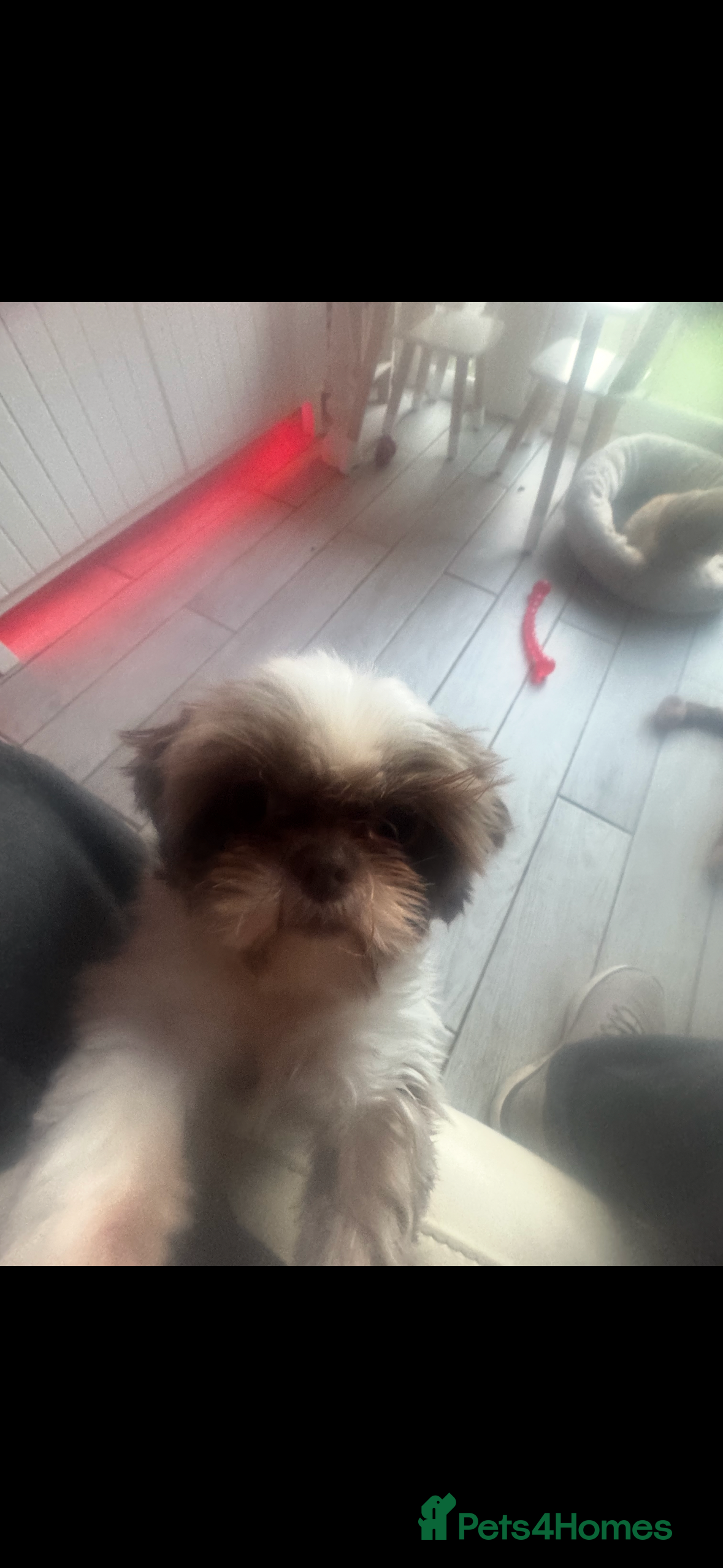 Shih Tzu dogs Shih Tzu female 1 and a half  - Advert 1