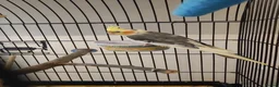 Cockatiels birds for sale: Cockatiel with cage and accessories for sale in Troon - Advert 1