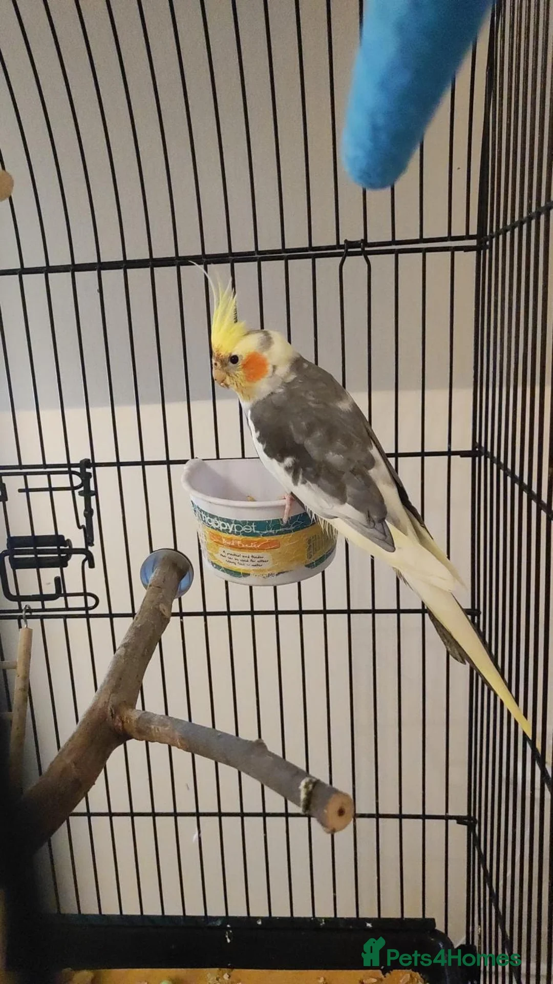 Cockatiels birds for sale: Cockatiel with cage and accessories for sale in Troon - Advert 1