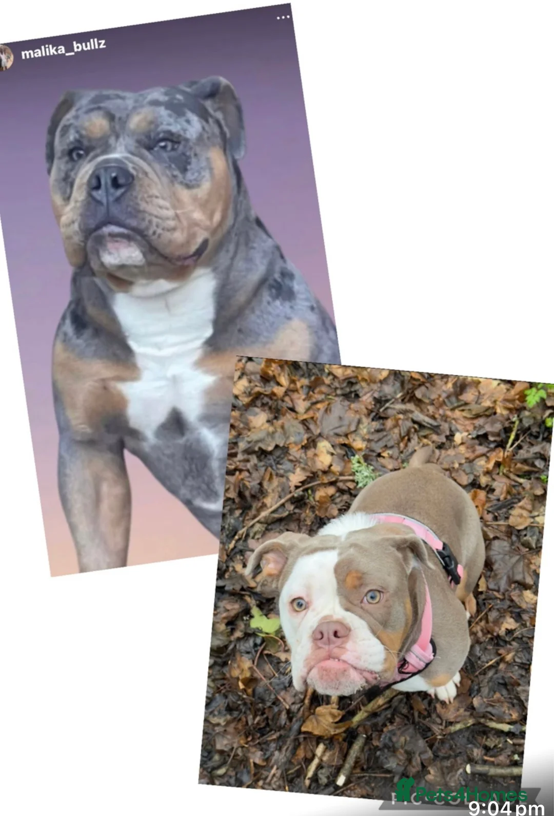 Olde English Bulldogge dogs for stud: Dobby blue merle - Advert 2