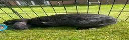 Mini Lop rabbits for sale: Mini Lop Pure Bred Black Females  - Advert 3