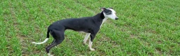 Whippet dogs for sale: Whippet x Greyhound in Atherstone - Advert 9