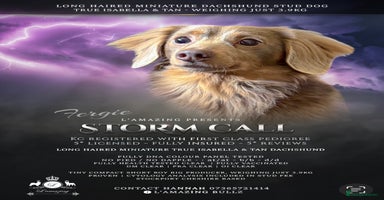 Miniature Dachshund dogs in Stockport - Advert 9