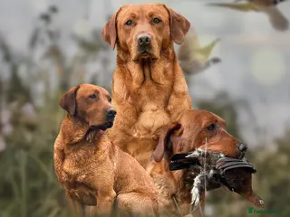 Labrador Retriever dogs Fox red labrador for stud- FULLY HEALTH TESTED - Advert 1