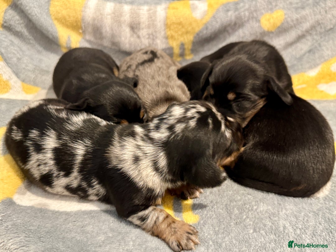Miniature Dachshund dogs for sale: Mini dachshund puppies KC reg parents DNA tested - Image 9