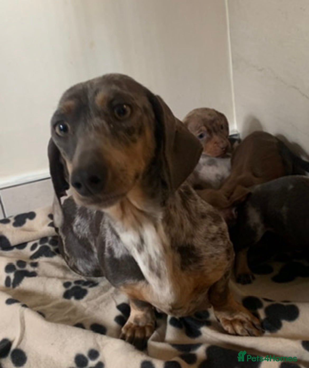 Miniature Dachshund dogs Miniature dachshund puppies  - Advert 1