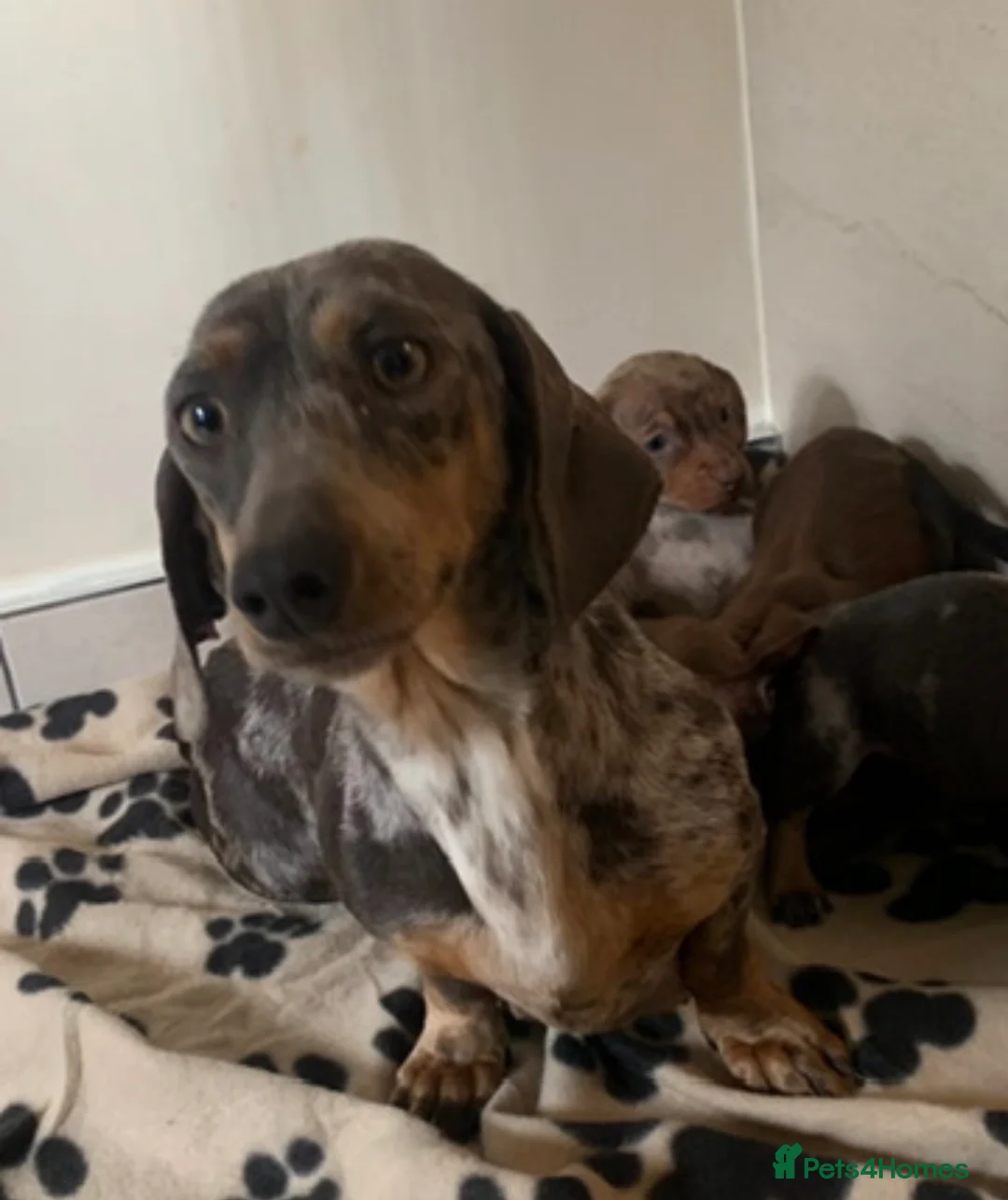 Miniature Dachshund dogs for sale: Miniature dachshund puppies  - Advert 1