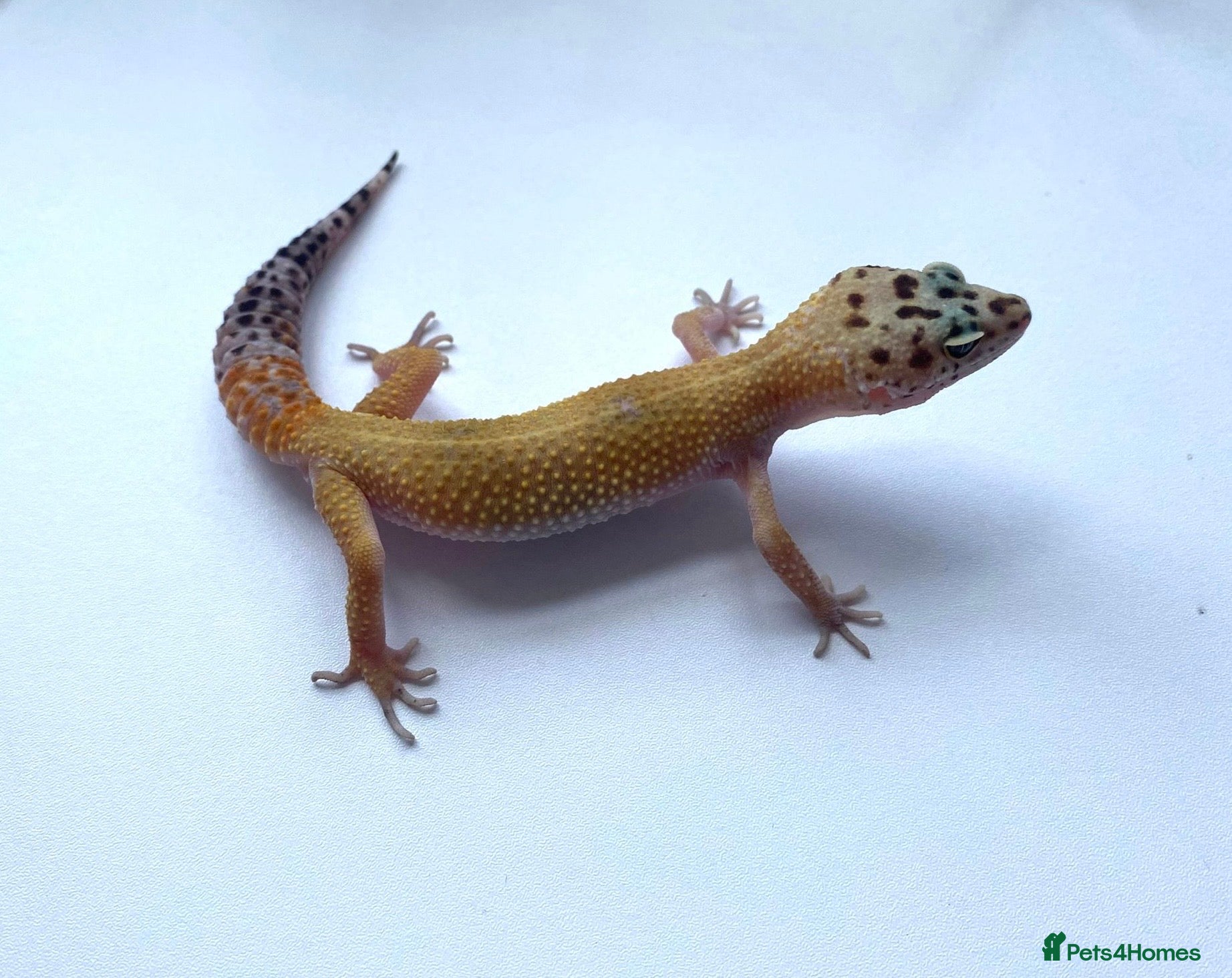 Leopard Gecko reptiles CB26 Hypo tangerine leopard gecko  - Advert 1