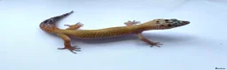 Leopard Gecko reptiles for sale: CB26 Hypo tangerine leopard gecko  - Advert 1