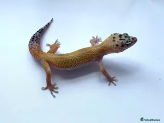 Leopard Gecko reptiles CB26 Hypo tangerine leopard gecko - Advert 1