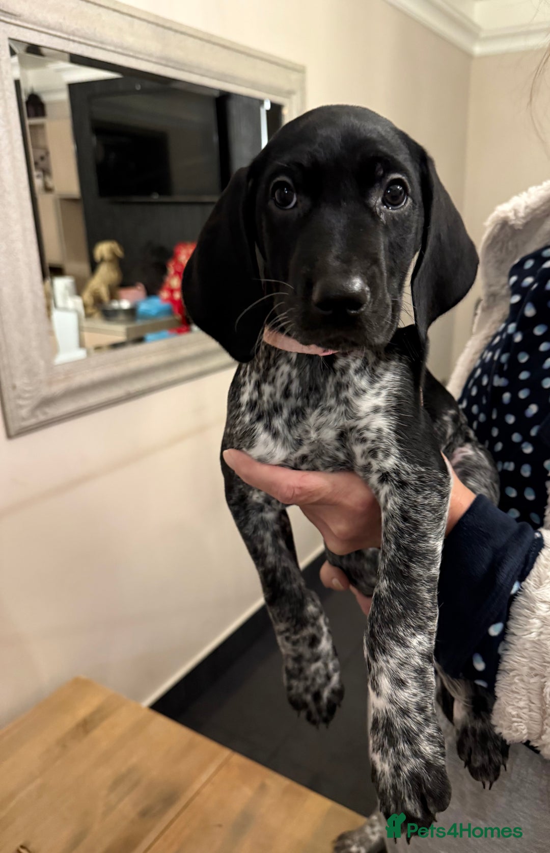 Mixed Breed dogs for sale: Well reared Quality puppies - Advert 38