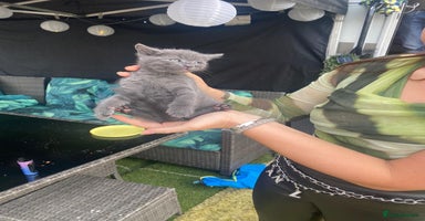 Russian Blue cats - Advert 13