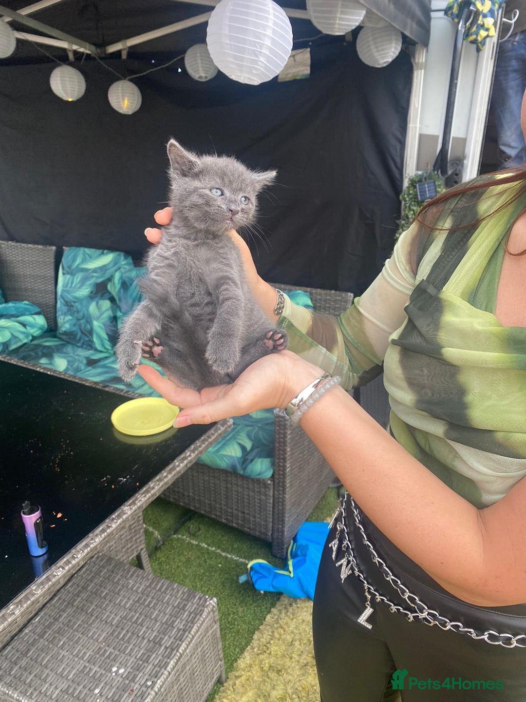 Russian Blue cats for sale: Russian blue kittens  - Image 2