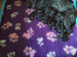 Mixed Breed dogs COCKAPOO/MORKIE - Advert 1