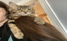 Maine Coon cats for sale: Princess looking for her forever home.  - Image 3