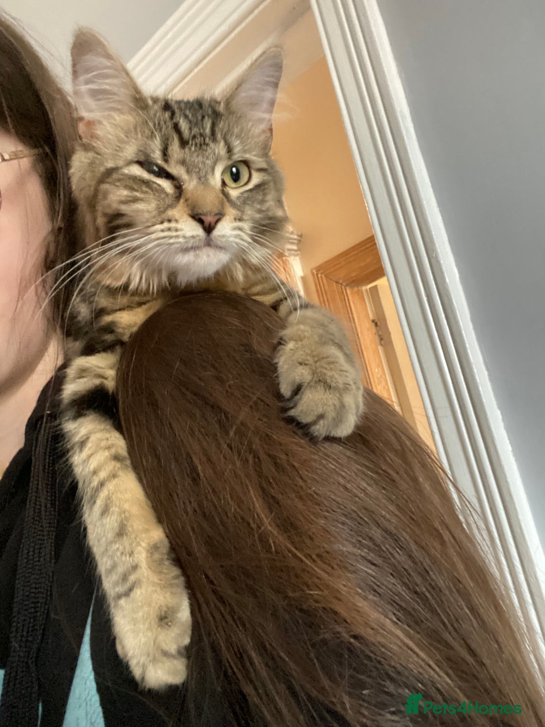 Maine Coon cats for sale: Princess looking for her forever home.  - Image 3