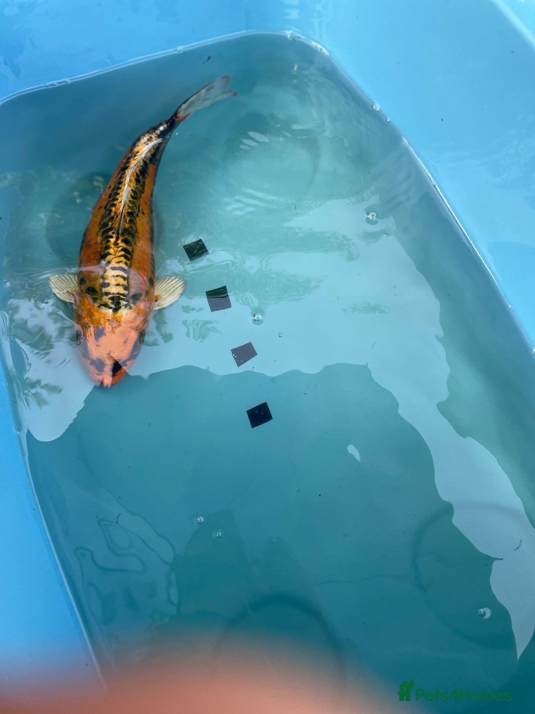 Koi Carp fish for sale: Koi Carp - Image 8