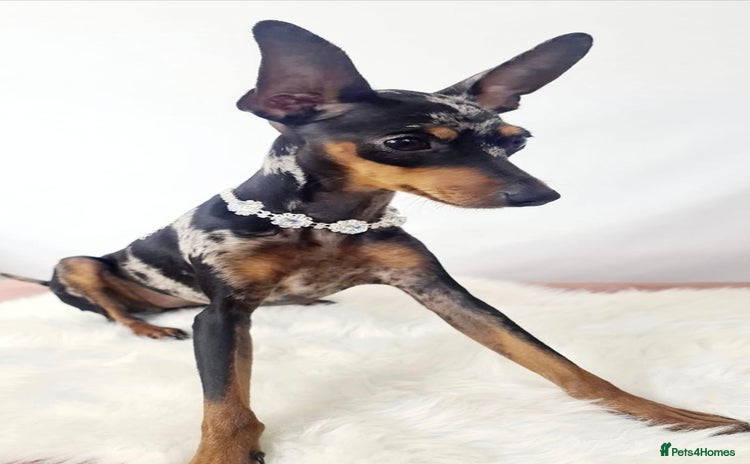 Miniature Pinscher dogs - Advert 2