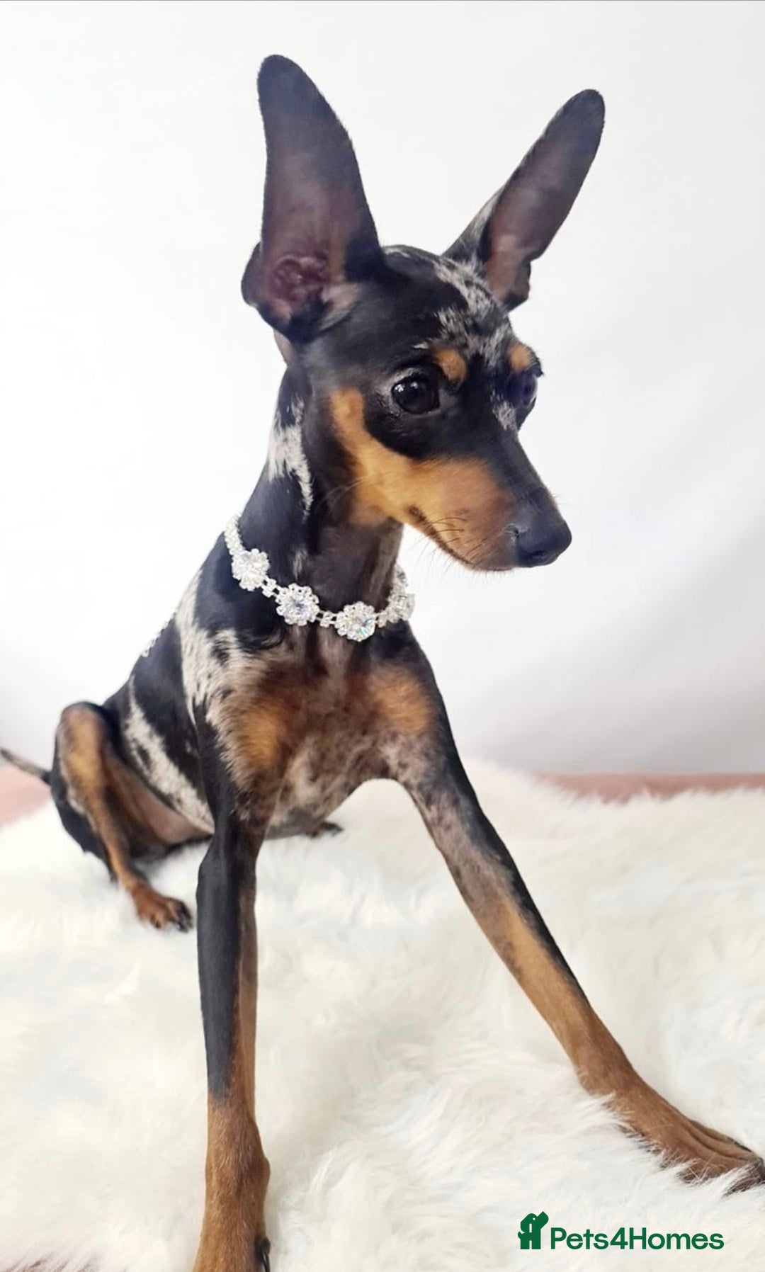 Miniature Pinscher dogs for sale: Miniature pinscher  - Image 1