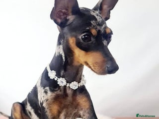 Miniature Pinscher dogs - Advert 10