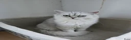 Persian cats for sale: Gorgeous Persian Chinchilla Kittens  - Advert 5