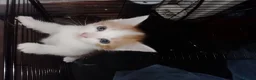 Mixed Breed cats for sale: Ginger kittens - Advert 9