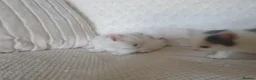 Mixed Breed cats for sale: 10 beautiful cuddly kittens - Advert 14