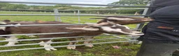 Goats livestock for sale:  Tog X alpine goats - Advert 3