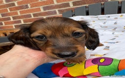 Miniature Dachshund dogs for sale: Amazing Champ Bloodlines Mini Dachshunds ✨ - Image 19