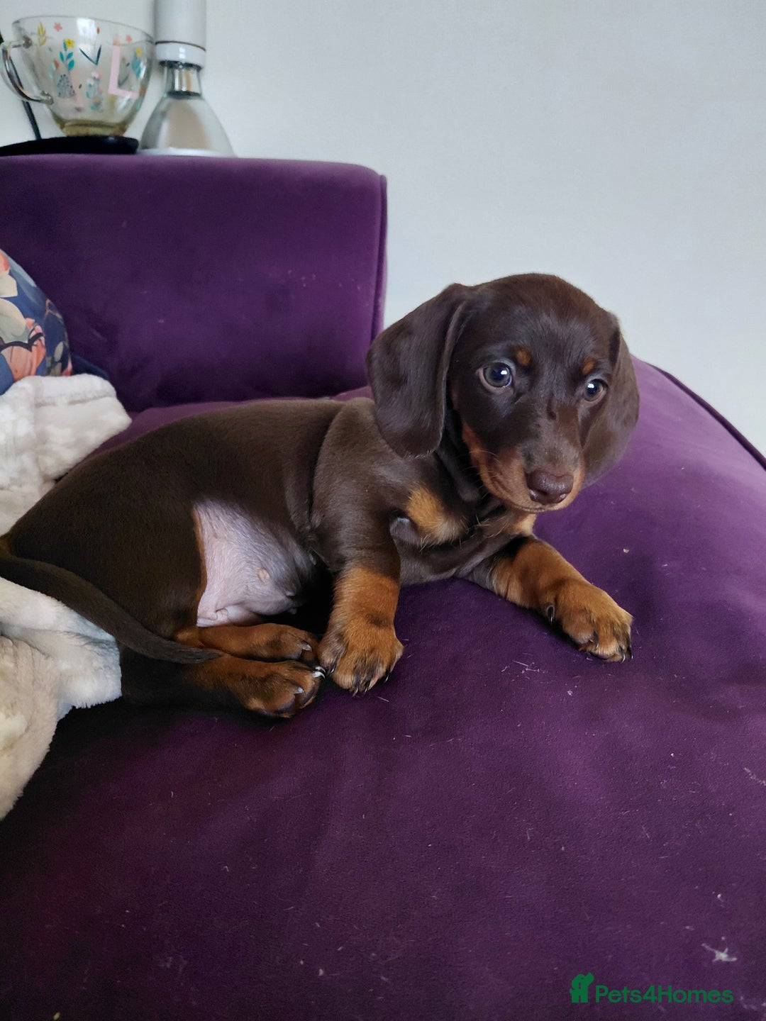 Dachshund dogs for sale: Miniature Daschund - Image 25