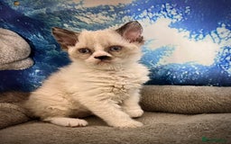 Selkirk Rex cats for sale: Gorgeous Selkirk Rex kittens - Image 12