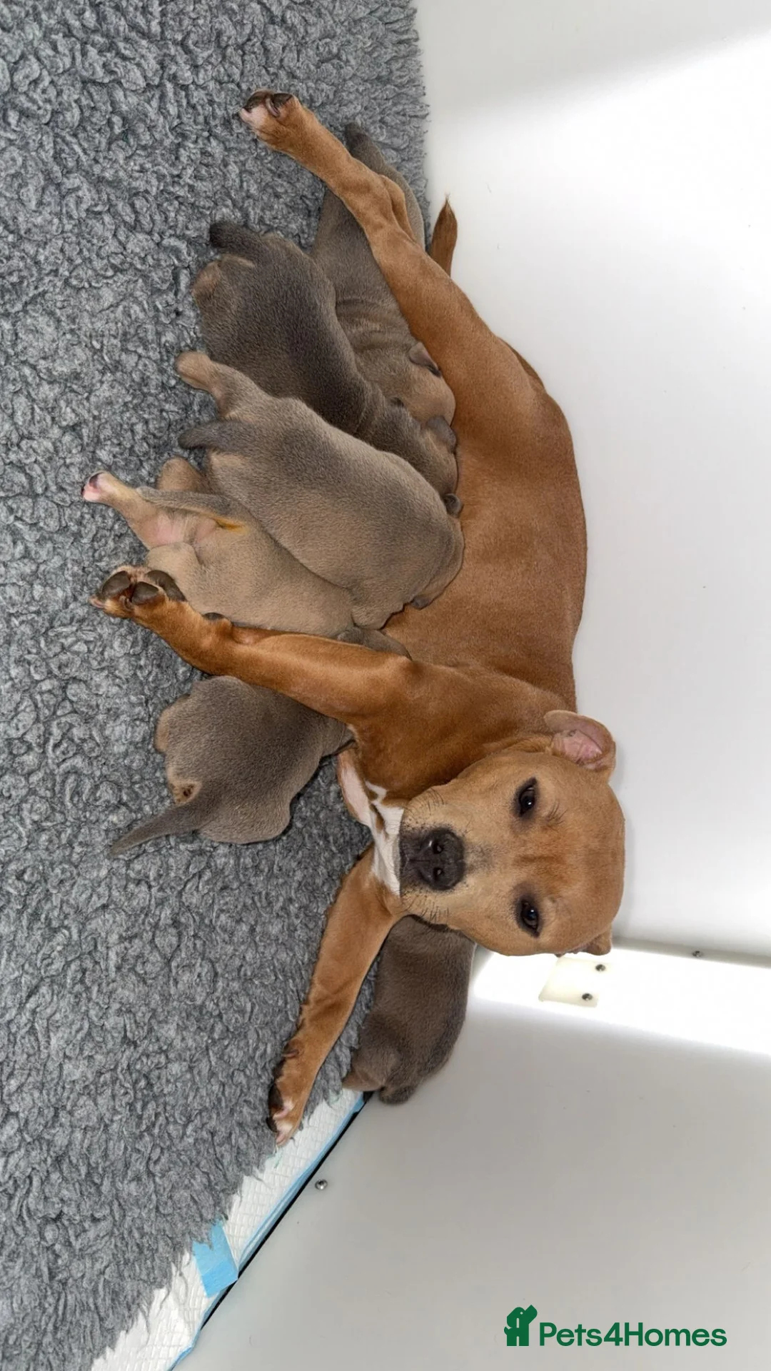 Staffordshire Bull Terrier dogs for sale: Blue fawn tri Staffordshire bull terrier puppys - Advert 2