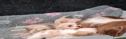 Cavapoo dogs for sale: Beautiful Cavapoo Puppies For Sale in Neath - Advert 3