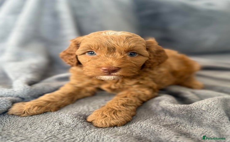 Cockapoo dogs - Advert 3