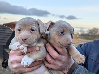 Jack Russell dogs Stunning Jack Russell puppies fr sale-all colours - Advert 4