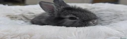 Mini Lion Lop rabbits for sale: Ready 23rd October  - Advert 18