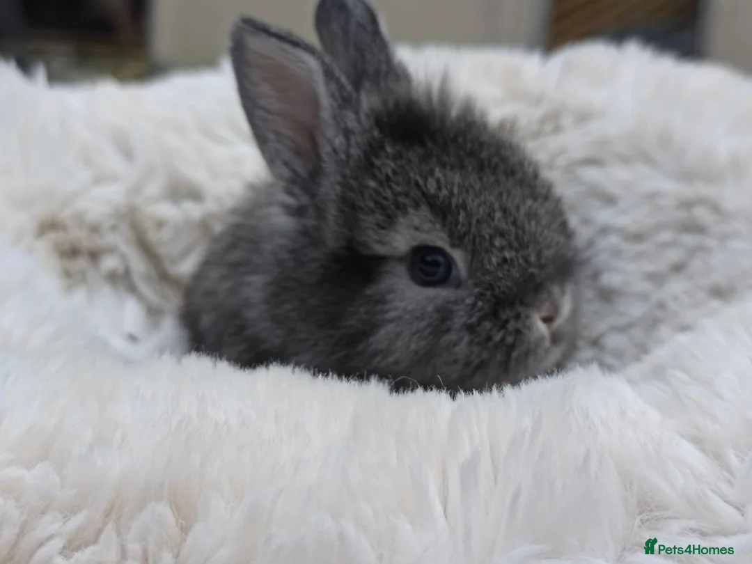 Mini Lion Lop rabbits for sale: Ready 23rd October  - Advert 18