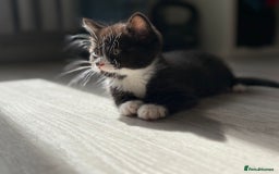 Mixed Breed cats for sale: Stunning mixed breed kittens  - Image 3