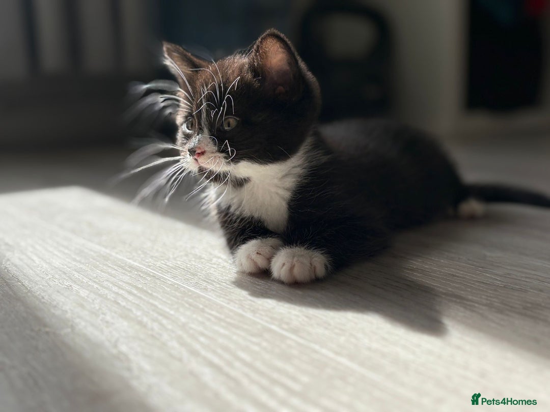 Mixed Breed cats for sale: Stunning mixed breed kittens  - Image 3