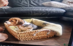 Beagle dogs for sale: (5th gen) pure pedigree beagle puppy - Image 9