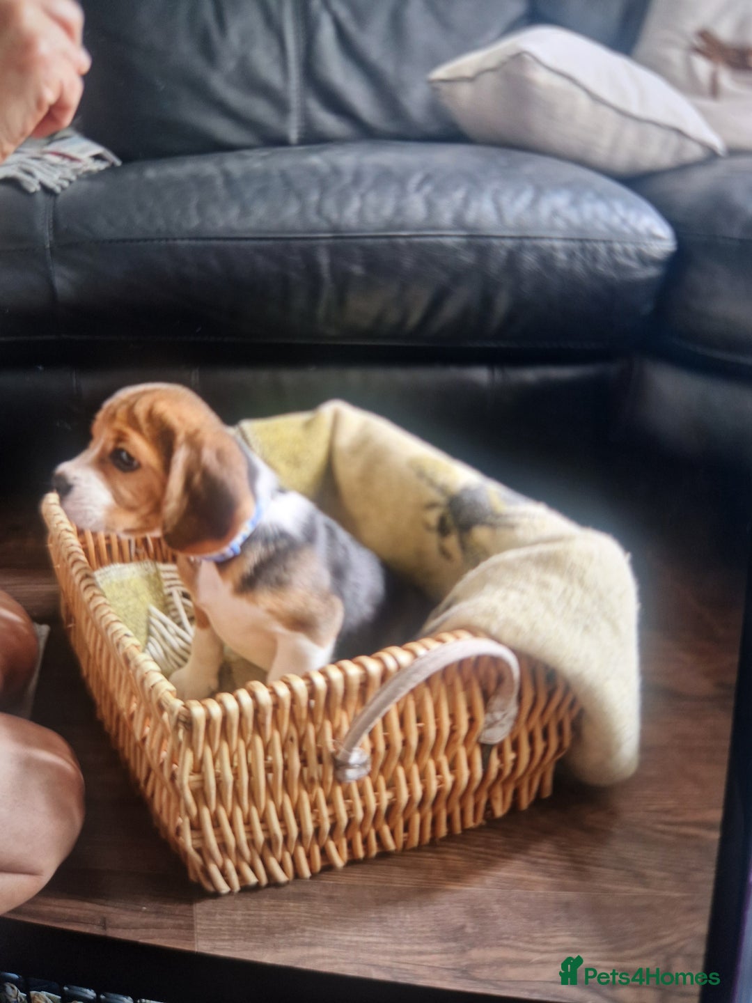 Beagle dogs for sale: (5th gen) pure pedigree beagle puppy - Image 9
