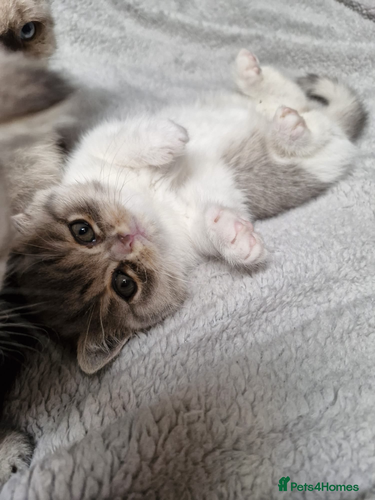 Selkirk Rex cats Pedigree selkirk rex Blue tortie tabby bi colour - Advert 15