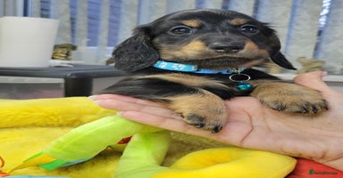 Dachshund dogs KC Miniature Dachshund  - Advert 7