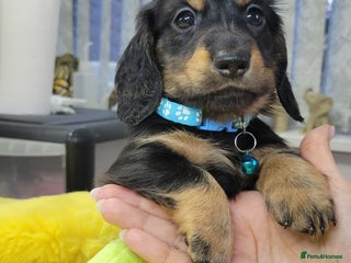 Dachshund dogs KC Miniature Dachshund - Advert 11