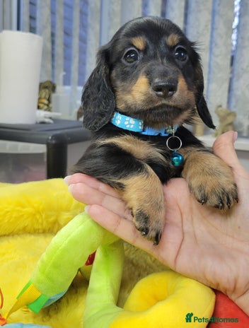 Dachshund dogs KC Miniature Dachshund - Advert 16